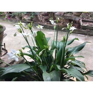 ☘️ Combo 2 củ hoa ngọc trâm to + 1 củ lan huệ + 2 cây lan bạch nhạn ☘️