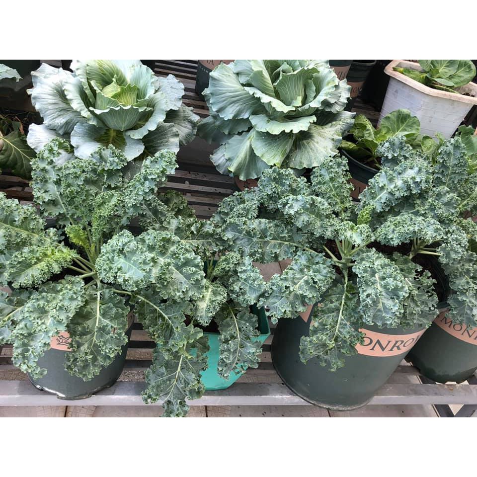 Hạt giống Cải Xoăn Kale khổng lồ năng suất cao, chịu nhiệt, thu hoạch liên tục trong 6 tháng - 5g