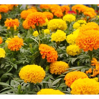 Hạt giống hoa Cúc vạn thọ mỹ