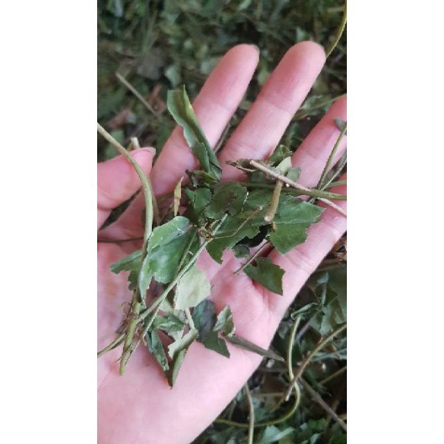 CHÈ VẰNG SẺ