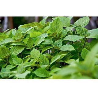 Hạt Giống Rau Kinh Giới Cao Sản 1gr