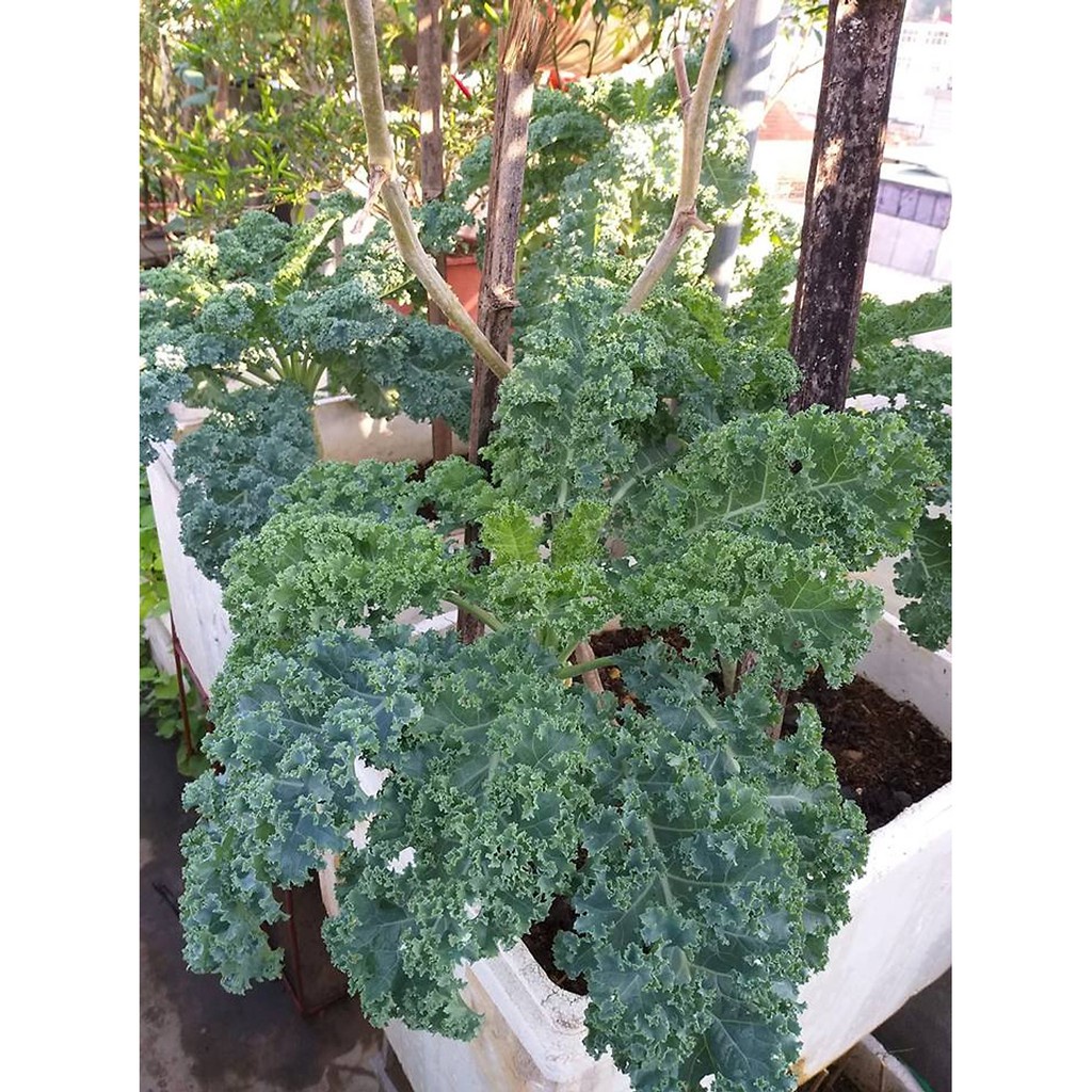 ( HOT ) Hạt giống cảo xoăn xanh Kale Siêu Lùn cao 40cm gói 1gr