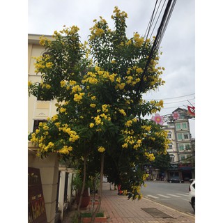 100 hạt giống cây hoa huỳnh liên