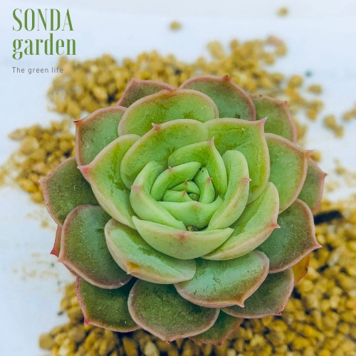 Sen đá ngọc bích SONDA GARDEN size mini 2.5-4cm, xuất xứ Đà Lạt, khoẻ đẹp, lỗi 1 đổi 1