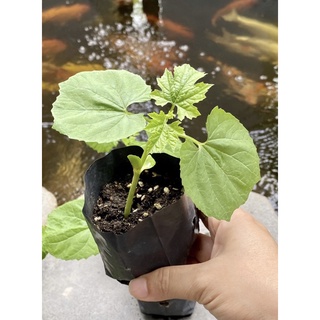  Túi ươm cây giống nilon đen 1kg khoảng 550 cái túi kích thước 5x11cm bầu ươm cây giống 