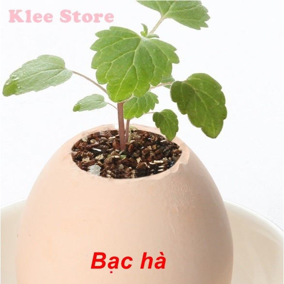 Cây xanh may mắn mọc từ vỏ trứng Eggling Egg | BigBuy360 - bigbuy360.vn