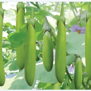 Hạt Giống Cà Xanh Mỡ Cao Sản Trái Dài F1 _0,5gram