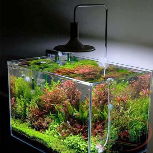 Đèn LED Dĩa - LED Kẹp Xinma  - Ánh Sáng Trắng và RGB | thẫm mỹ Cho Hồ Thuỷ Sinh, Bán Cạn