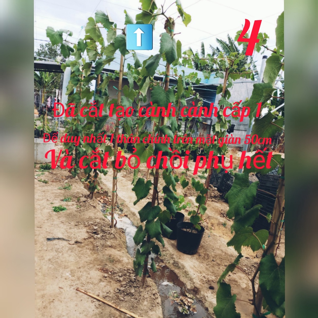 Cây Nho Giống Đỏ Leo Giàn Ninh Thuận