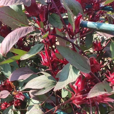 Hạt giống Atiso đỏ - 20 hạt, hoa bụp giấm Seed Land