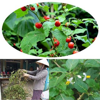 (Rẻ nhất) Gói 0,2 gram hạt giống cà gai leo xuất xứ Việt Nam tại thietbinhavuon- hàng đẹp - giao hàng nhanh.