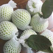 NỬA KÝ  Xốp Bọc Ổi - GồmTúi, Thun, Xốp đã lồng sẵn