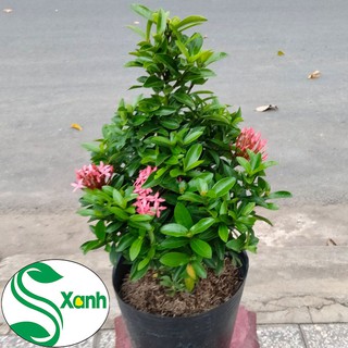 Hoa Trang Thái Hồng Tím - Cây 1 Cốt