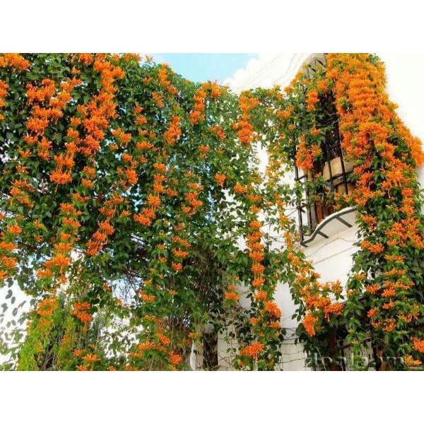 Cây giống hoa rạng đông hay hoa chùm ớt