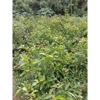 100g Xạ Đen Hoà Bình