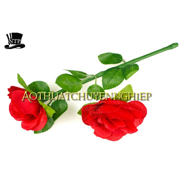 Ảo thuật hoa hồng hồi sinh  loại cao cấp mẫu hoa đẹp bung mạnh chuẩn
