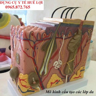 Mô Hình Giải Phẫu Cấu Tạo Các Lớp Da Cơ Thể Người