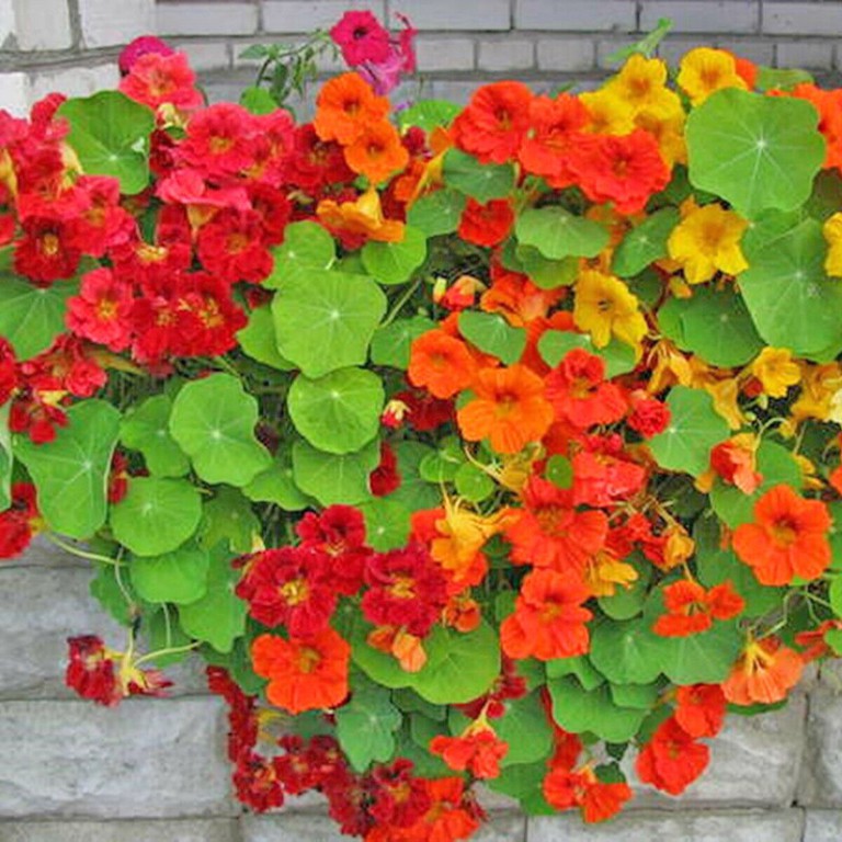 Hạt Giống Hoa Sen Cạn (gói 20 hạt, tặng phân)