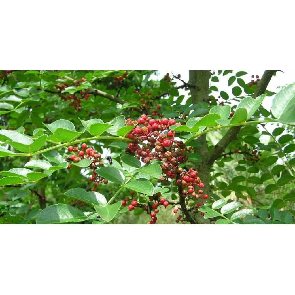 Xuyên Tiêu Tứ Xuyên đỏ-Szechuan Pepper không trộn cành
