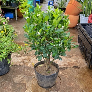 Cây Tắc (cây quất) Size 3-4 sẵn hoa trái (cao 70cm-1M)