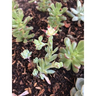 Sen đá Sedum kẹo đỏ