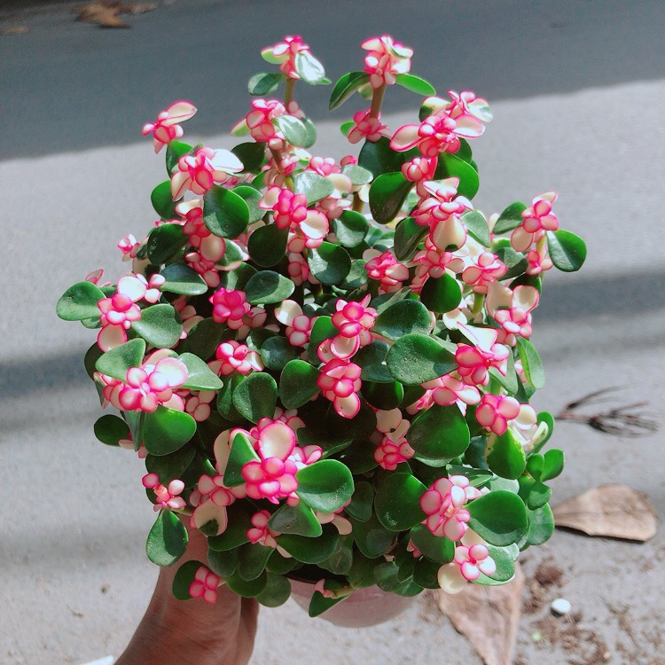 Chậu Cây Cành Vàng Lá Ngọc