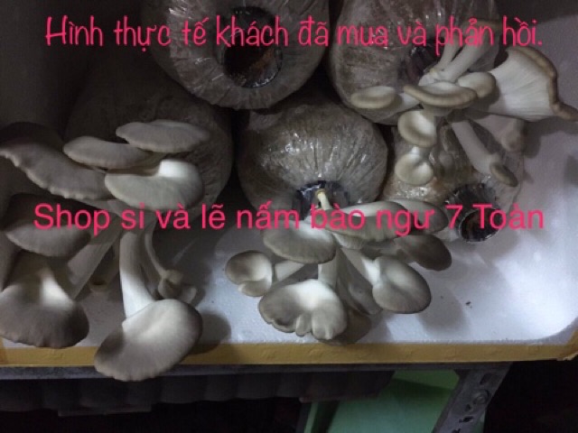 Phôi nấm bào ngư xám mua tận gốc (1.2kg/phôi)