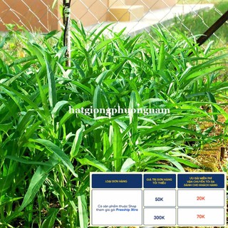 50GR - HẠT GIỐNG RAU MUỐNG
