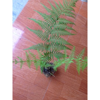 Cây giống dương sỉ lá kim