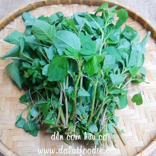 10g Hạt giống Rau dền cơm