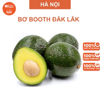 [HN] 1 Quả Bơ Booth Đăk Lăk To Loại 1 Ngon
