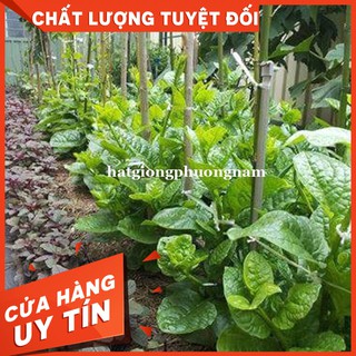 HẠT GIỐNG RAU MỒNG TƠI - Còn hàng