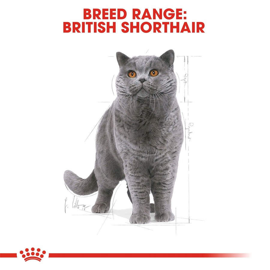 [2kg] Hạt Cho Mèo Lớn Anh Lông Ngắn Royal Canin British Shorthair