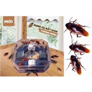 Dụng cụ bắt gián Thông mình