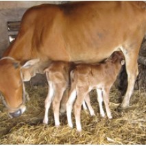Siêu Kích Thích Sữa Heo Nái, Bò Sữa, Ngăn Ngừa Mất Sữa, Tăng Chất Lượng Sữa, Chống Bại Liệt Sau Khi Sinh
