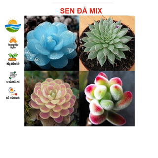 Hạt giống hoa sen đá 20 hạt