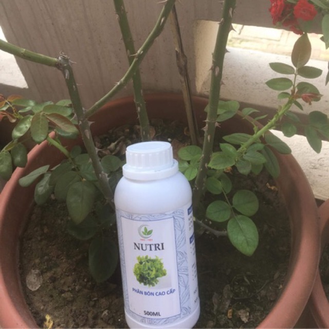 Nutri phân bón cao cấp 500ml