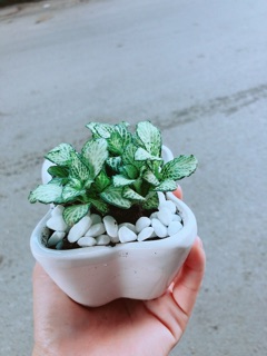 Chậu Cẩm Nhung Xanh (lá may mắn)