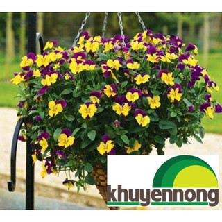 100 hạt giống hoa pansy mix màu