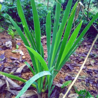 5 Cây dẻ quạt.cây xạ can ,