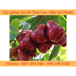 Cây giống roi đỏ Thái Lan