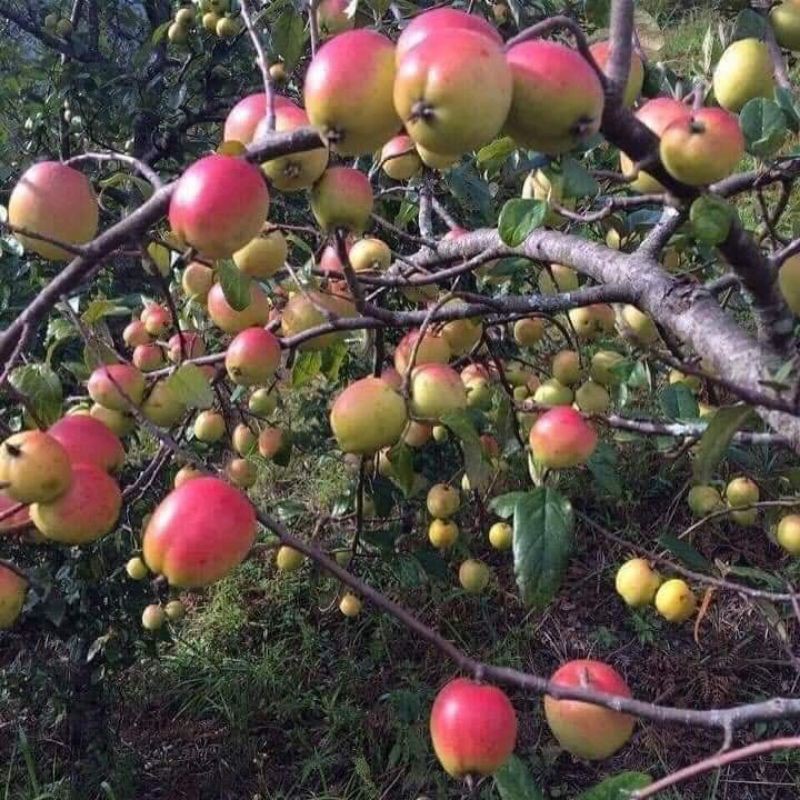 1kg táo mèo tươi và khô