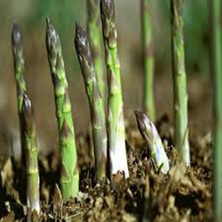 20 HẠT GIỐNG MĂNG TÂY XANH