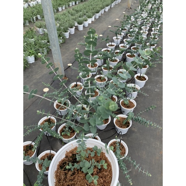 Giống cây đô la_ Nhà vườn Hoa Linh