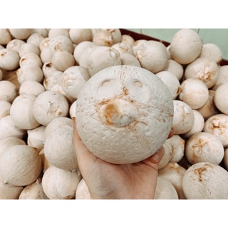 Dừa Xiêm Trọc