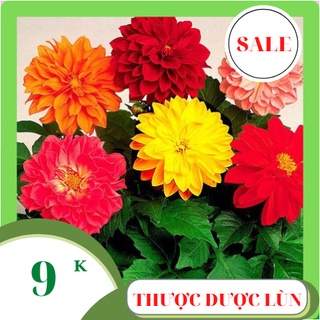 Hạt giống thược dược lùn siêu hoa 50 hạt