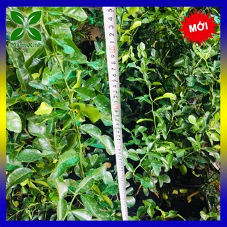 CÂY CHÚC GIEO HẠT CÂY CHANH THÁI 1 NĂM 3 THÁNG TUỔI, CAO 60-80CM, XƯƠNG RỒNG