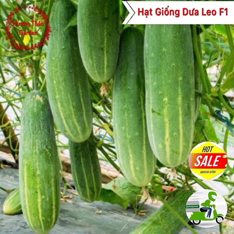 Hạt Giống Dưa Leo Cao Sảng F1