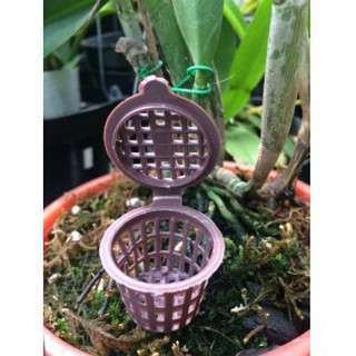 RỌ ĐỰNG PHÂN TAN CHẬM CHO LAN, CÂY KIỂNG 10 CÁI
