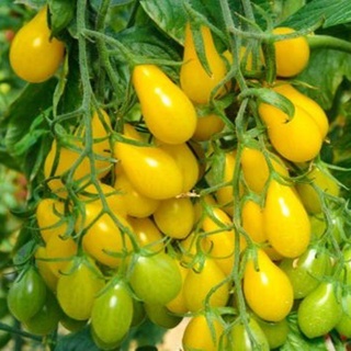 10 hạt giống cà chua lê vàng